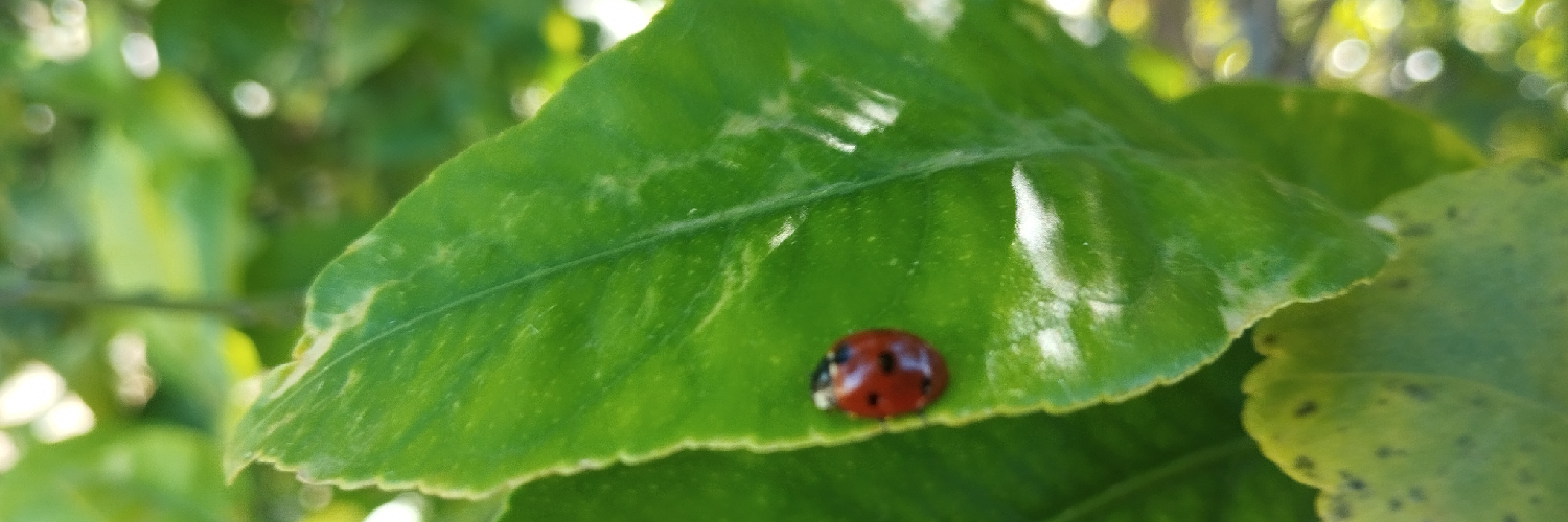 Header Image