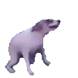 :doggi_dance: