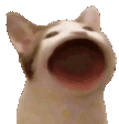 :popcat: